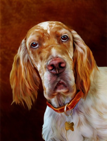 English Setter