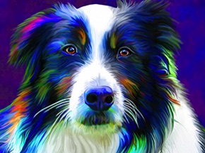 Border Collie